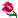 Rose :rose: :rose:
